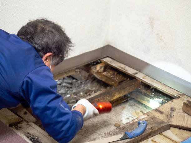 Best Residential Mold Remediation in Leisure City, FL