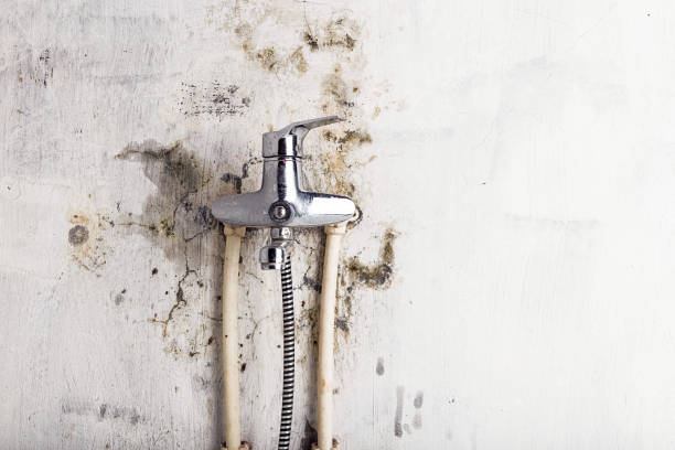 Best Residential Mold Remediation in Leisure City, FL