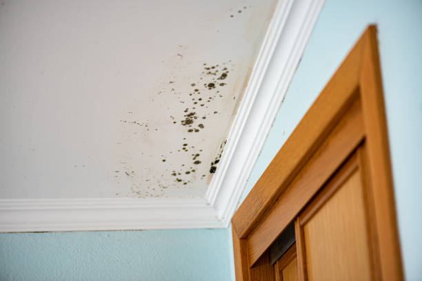Professional Mold Remediation in Leisure City, FL