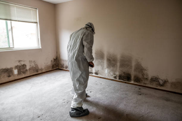 Best Basement Mold Remediation in Leisure City, FL